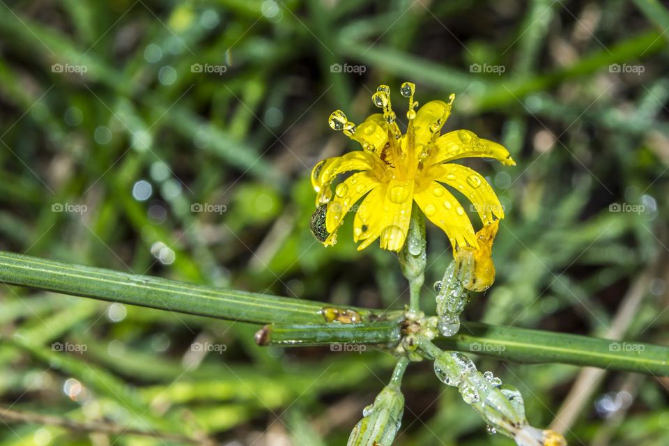 Chondrilla juncea.