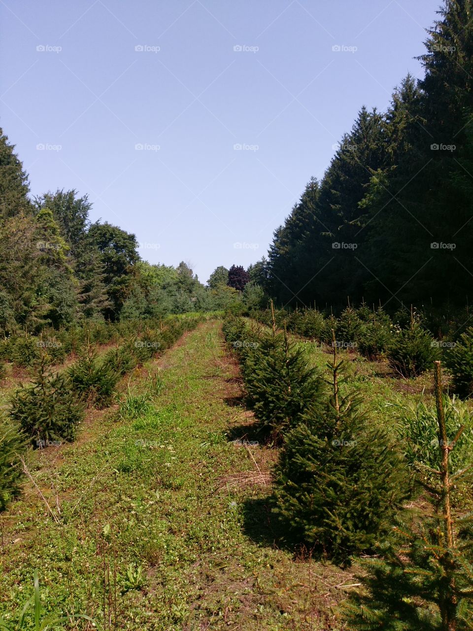 Field Of Holiday Trees