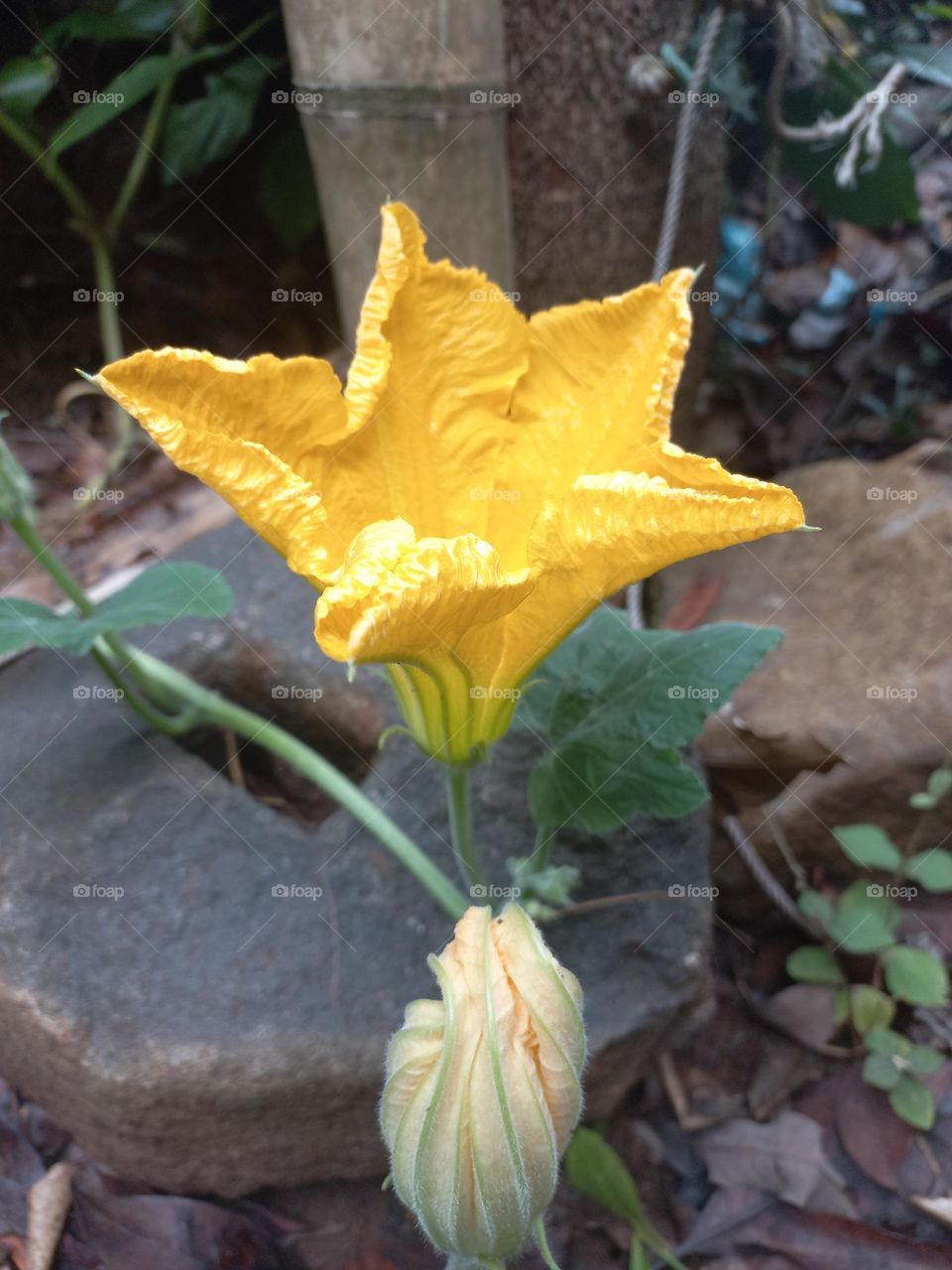 Yellow pumpkin flowers in bloom