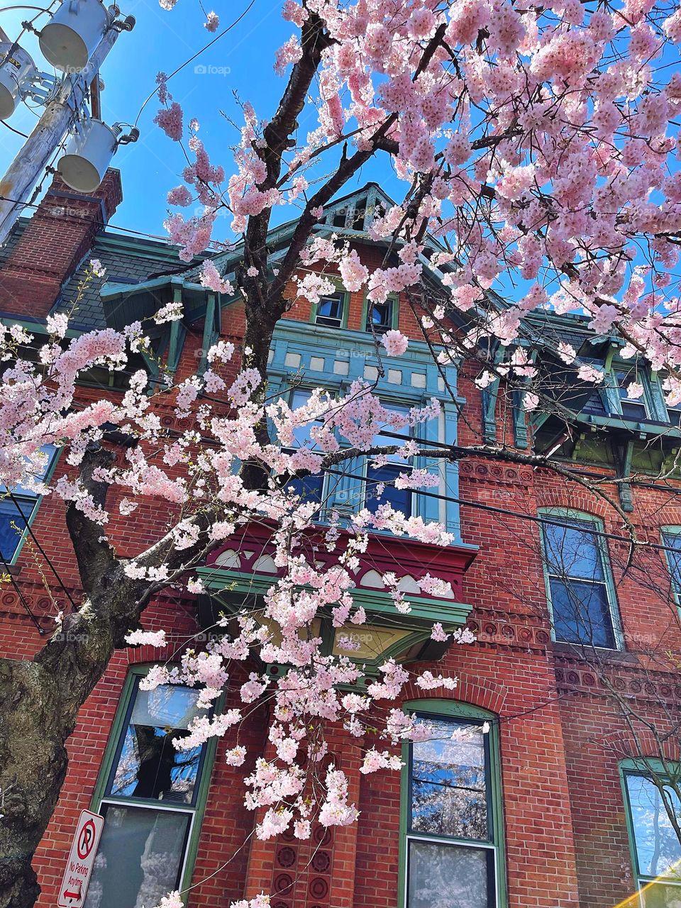 Cherry blossoms on a city street 