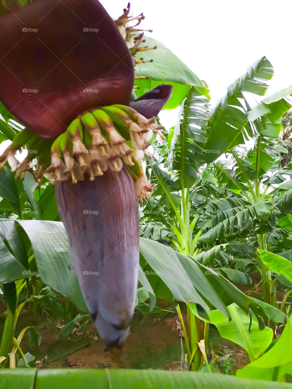 Plantain foower