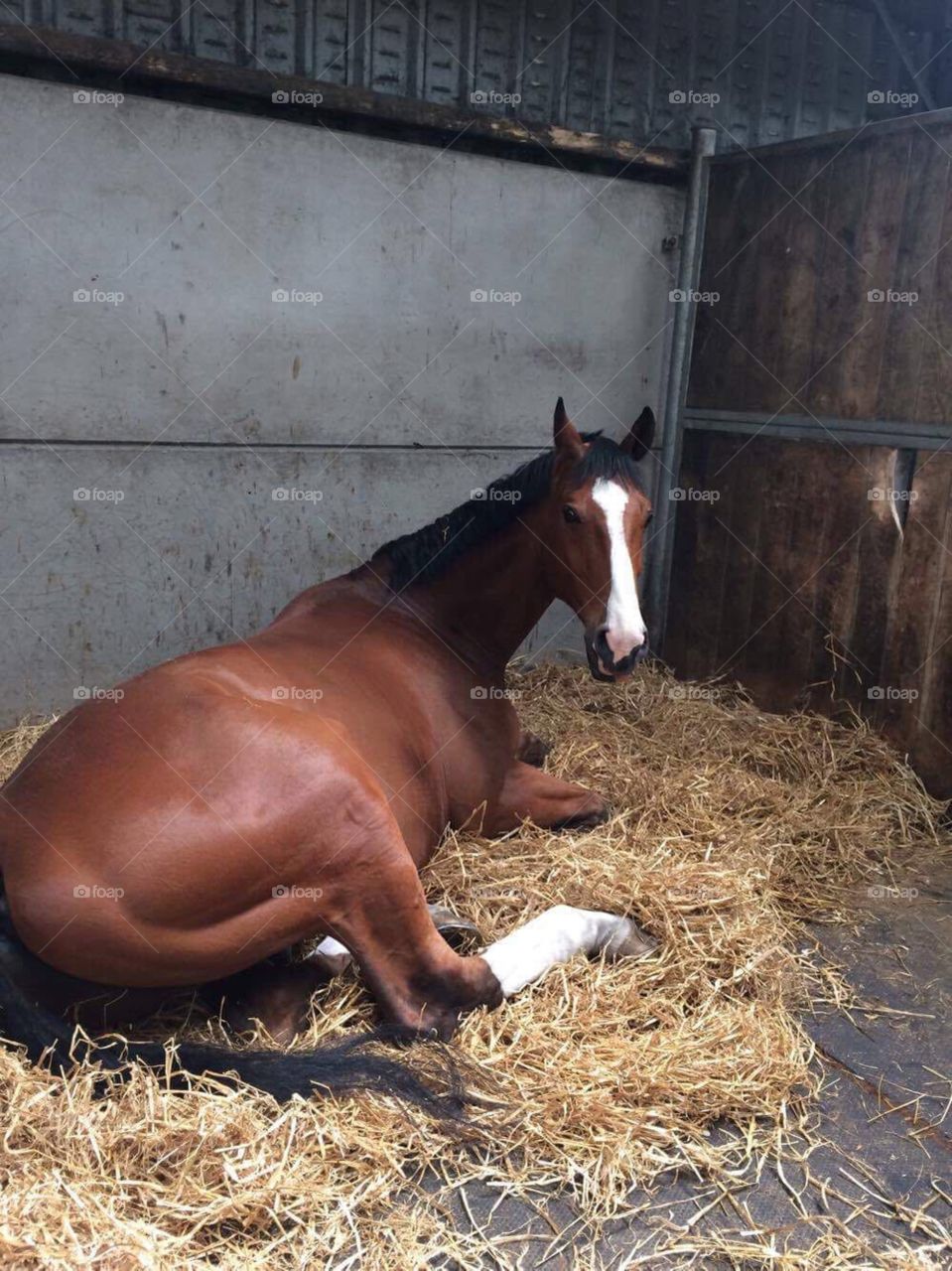 Horse having a rest