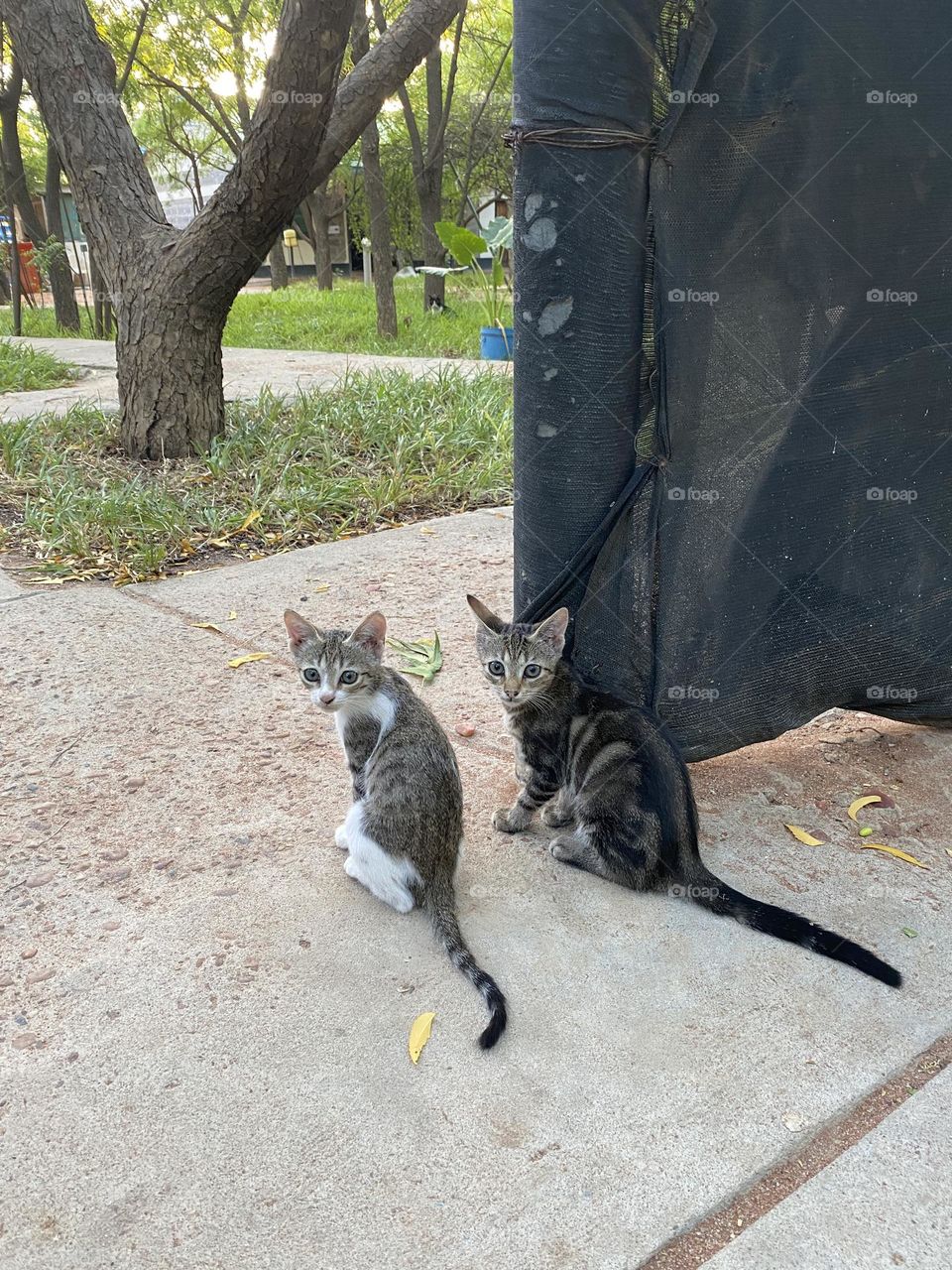 Kittens on the lookout 