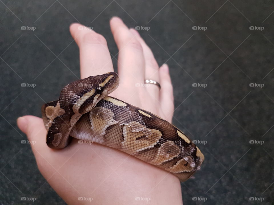 Young Brown and golden ball python coiled around Caucasian hand wearing one silver ring.