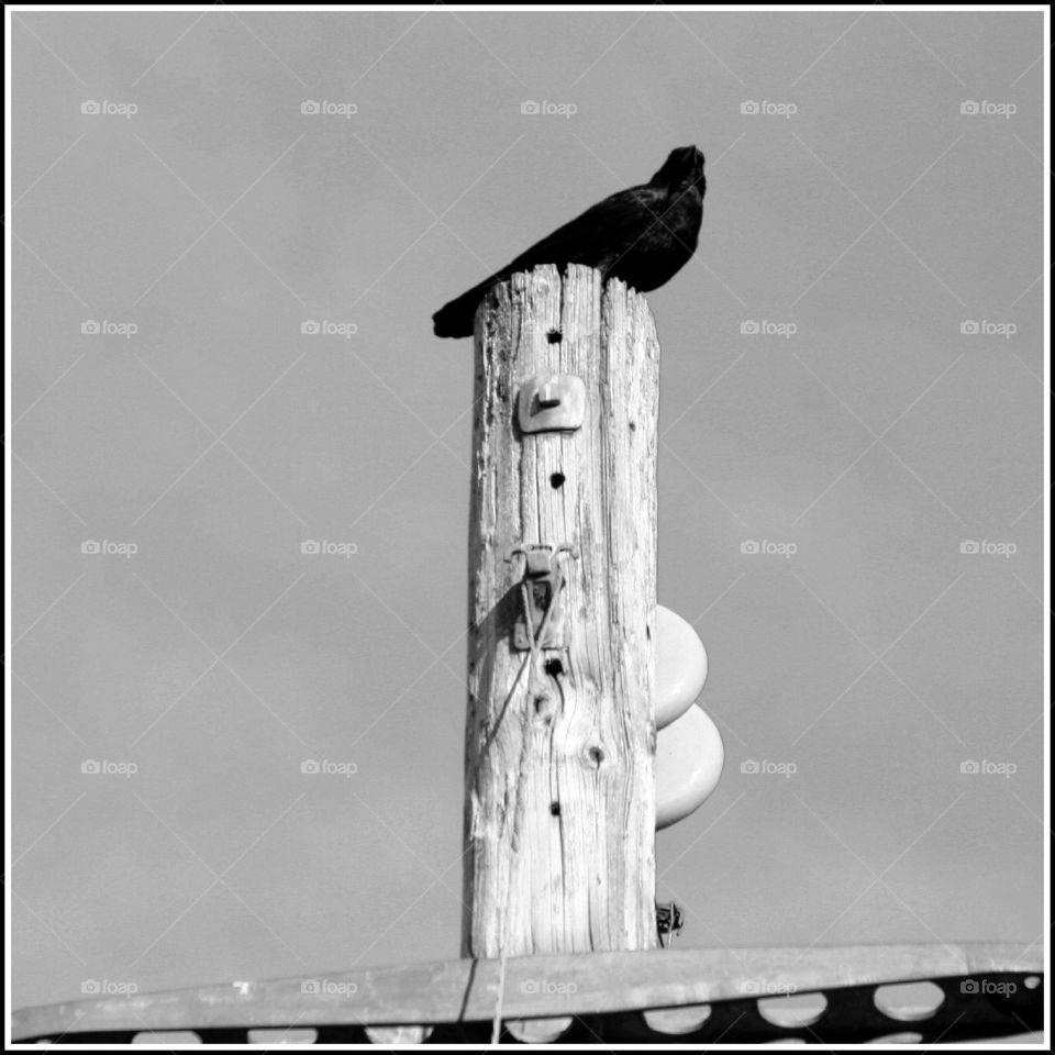 raven atop a power pole