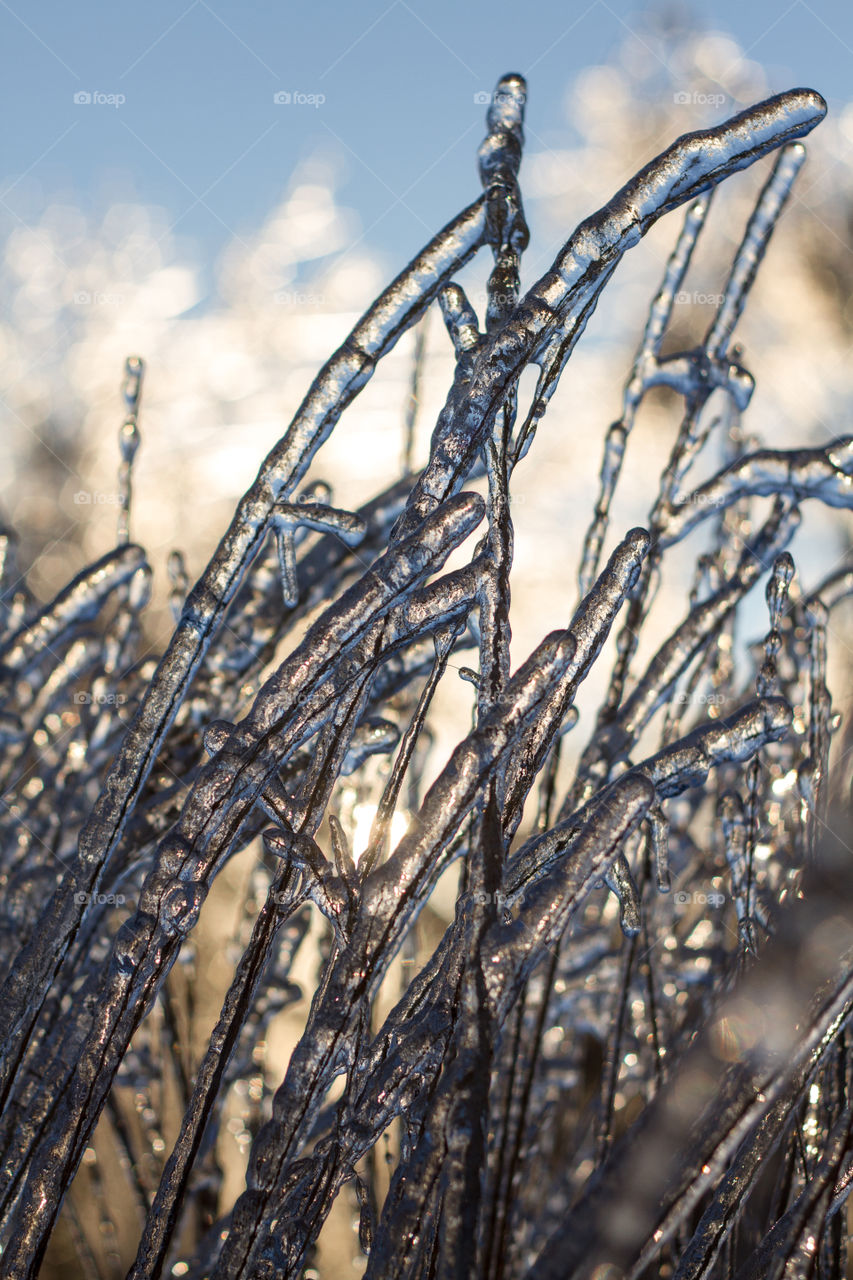 Tall grasses frozen in winter in an ice storm 