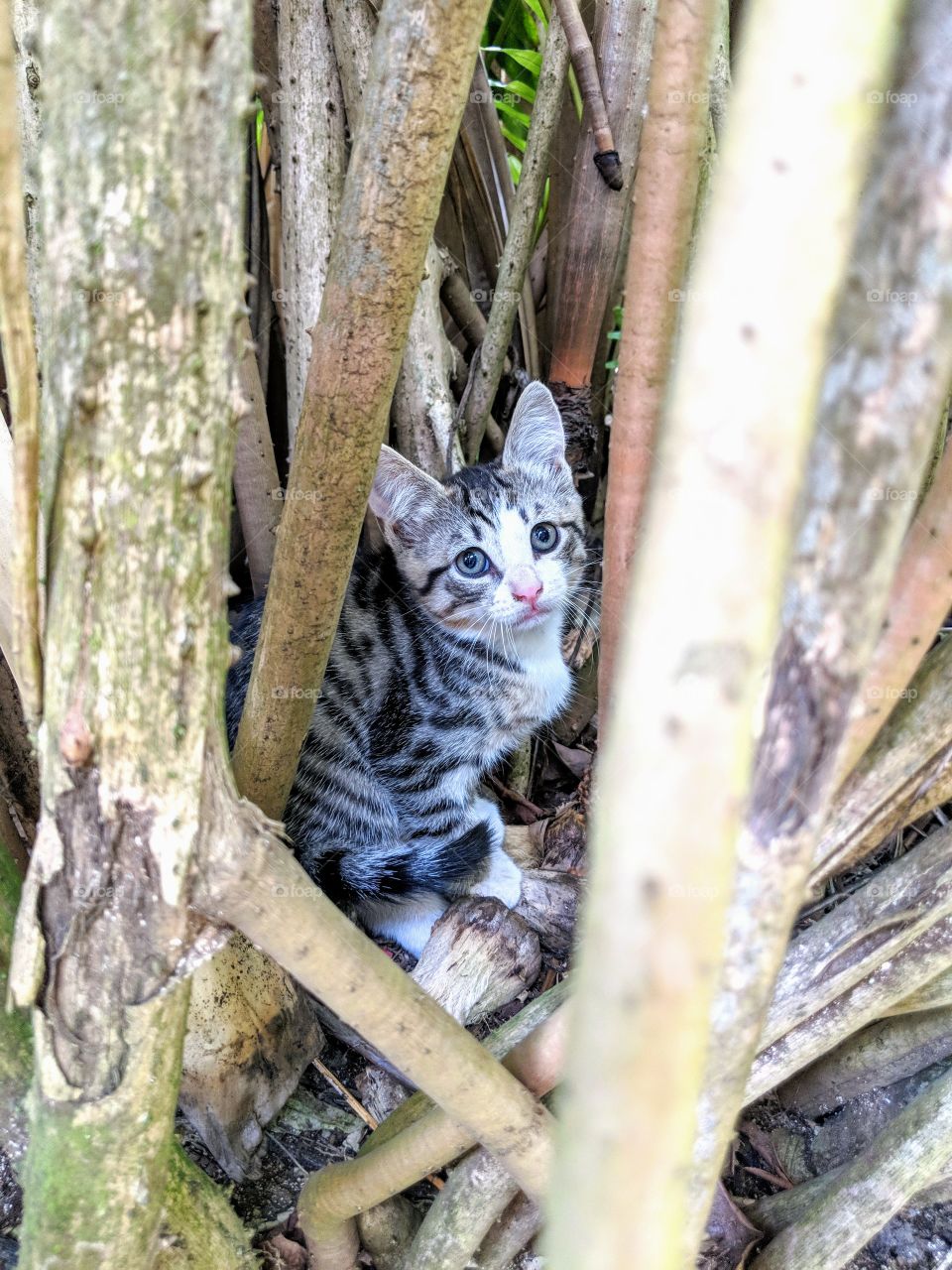 Kitten Hiding in a Tree