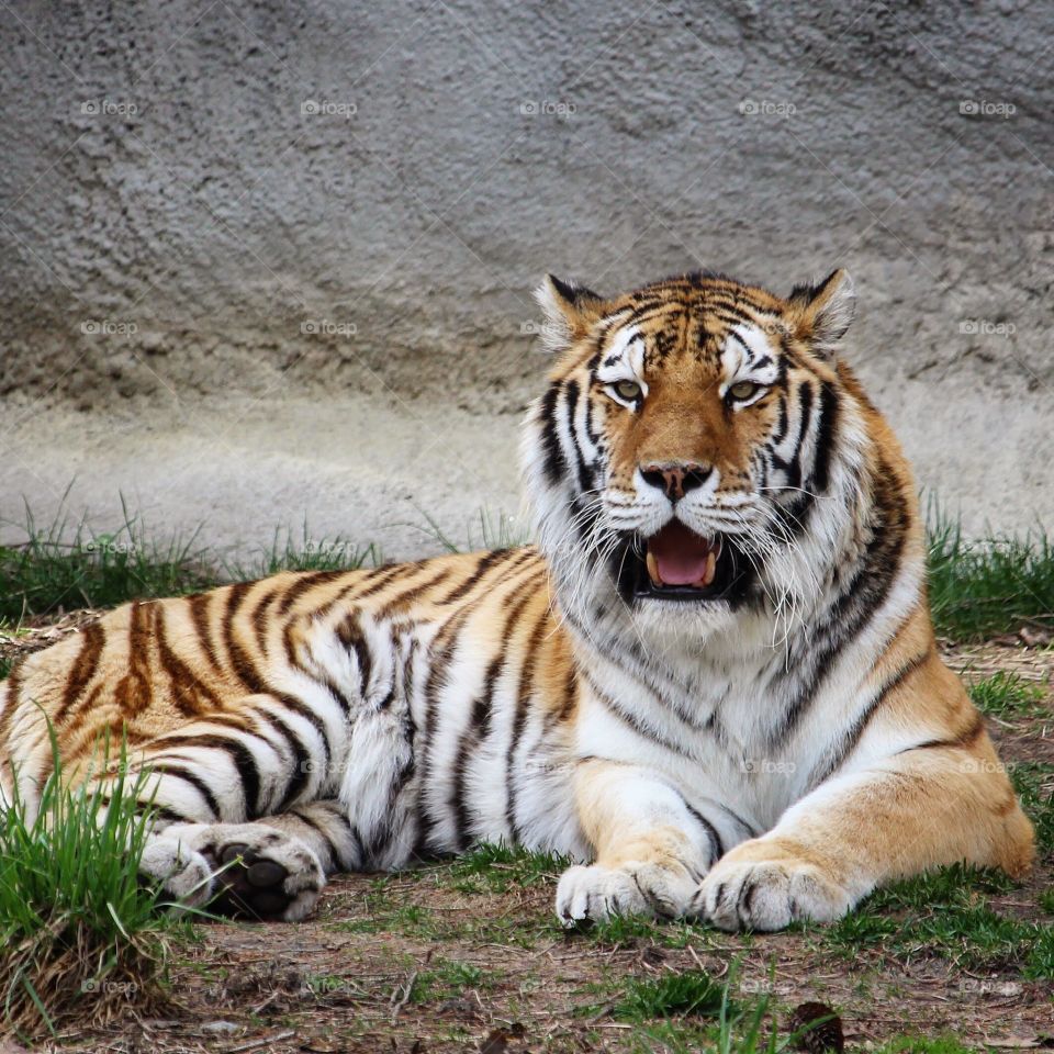 Beautiful tiger 
