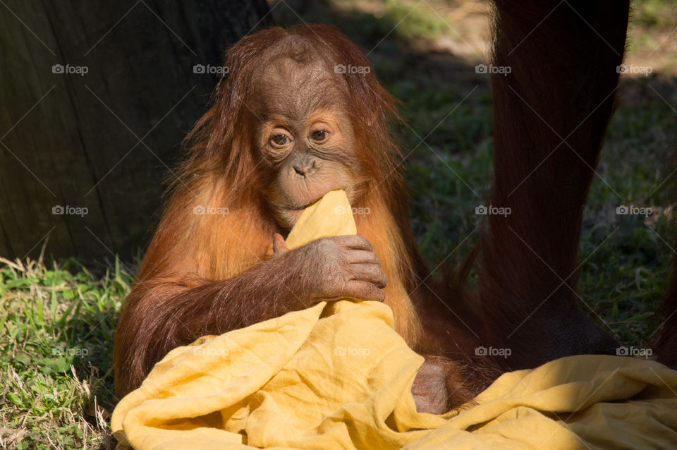 Baby Orangutan is comforted with a blankie. 