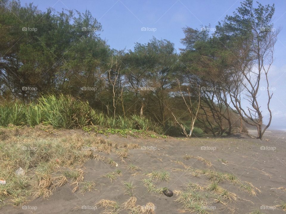 Pinus near beach, hindia ocean