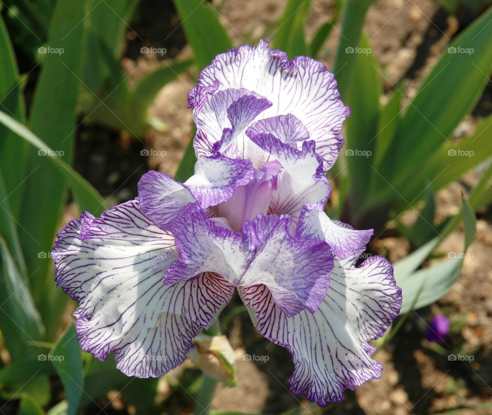 Monet's Garden Giverney