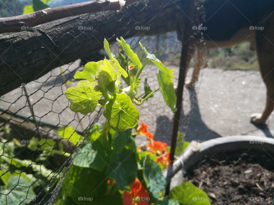 nasturtium