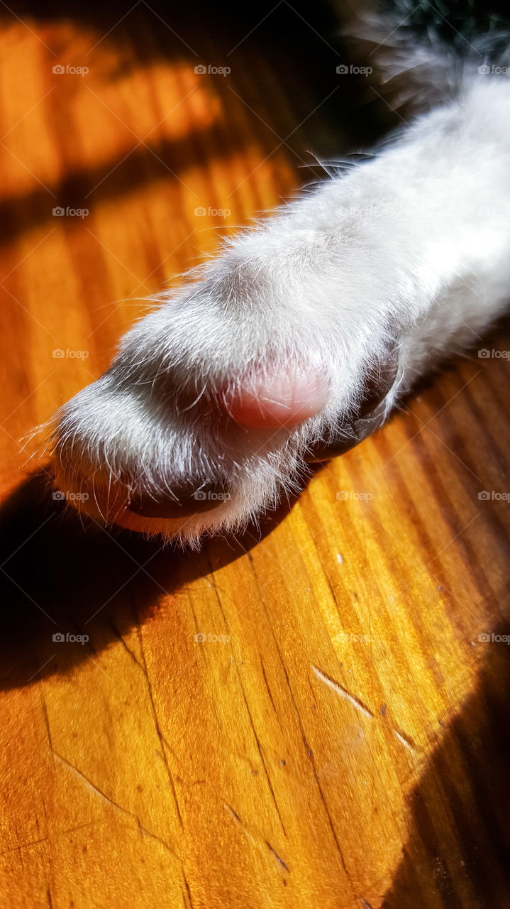 macro cat paw on table in sun