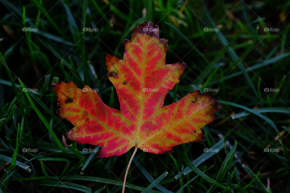 Maple leaf🍁