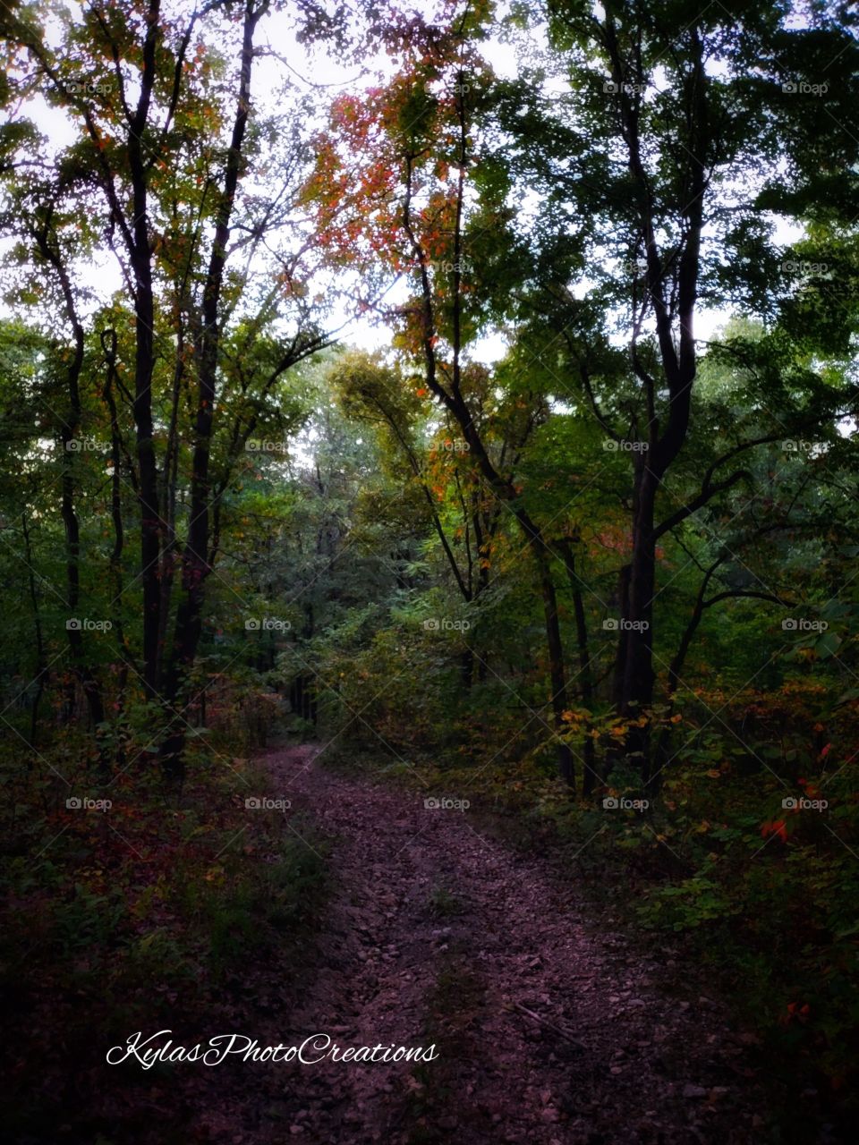 Wandering through the woods and came across a old trail that leads to who knows where. 