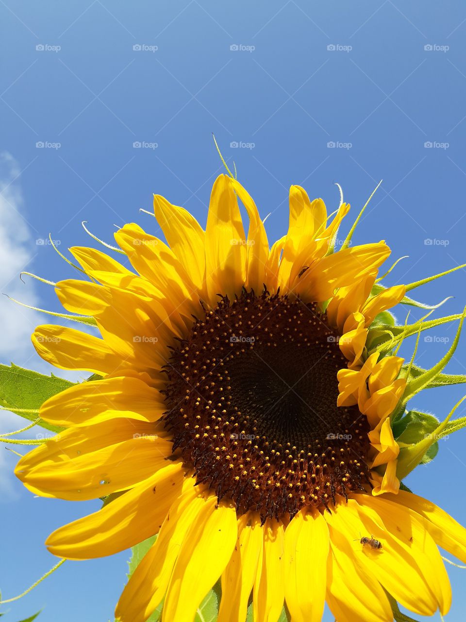 Sunflower Blooming