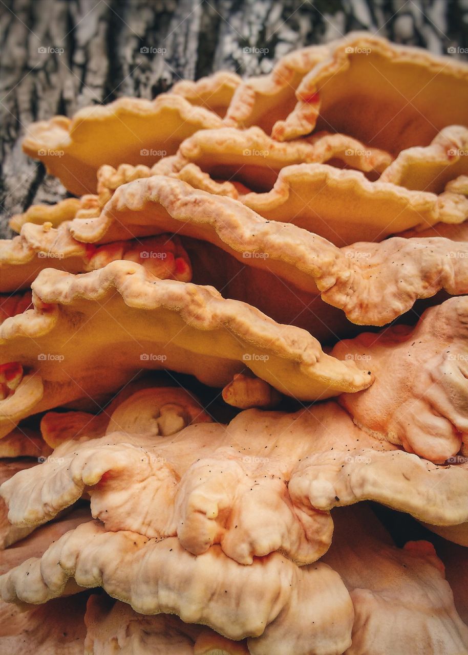 Chicken of the woods orange fungus