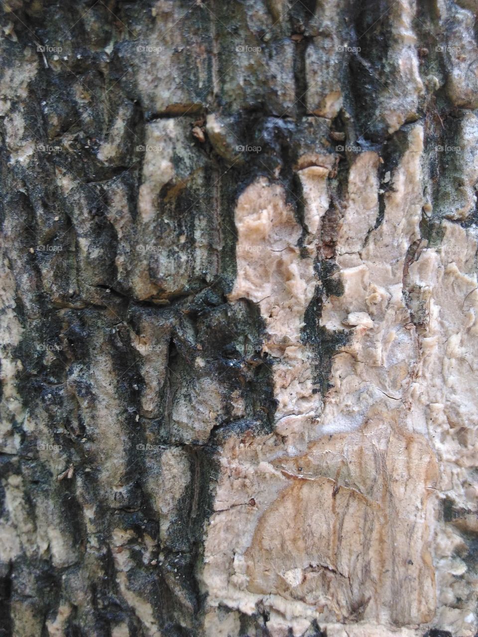 bark detail  texture on tree