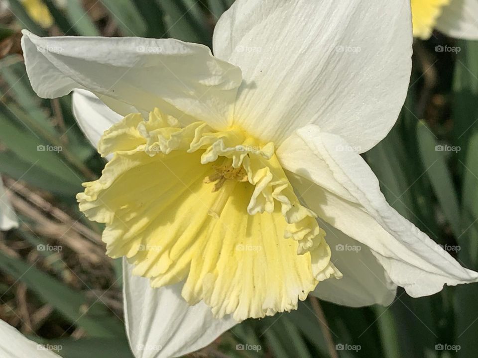 Daffodils 