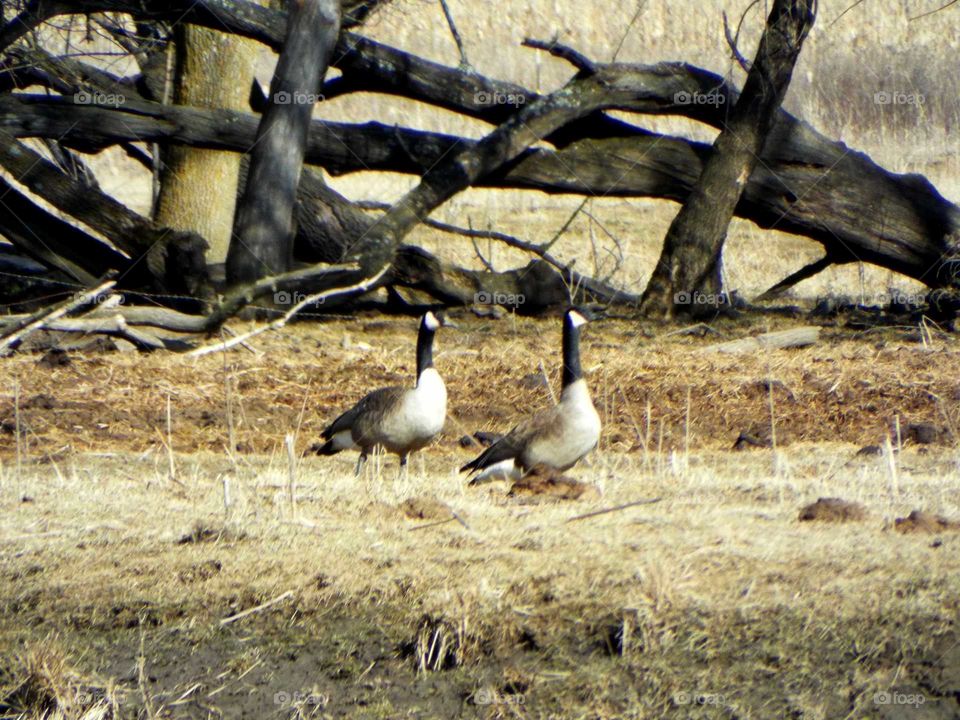 Watching the Geese going on a stroll