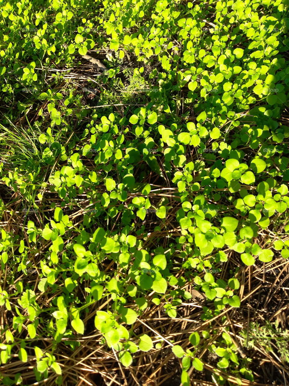 Shadows on the grass