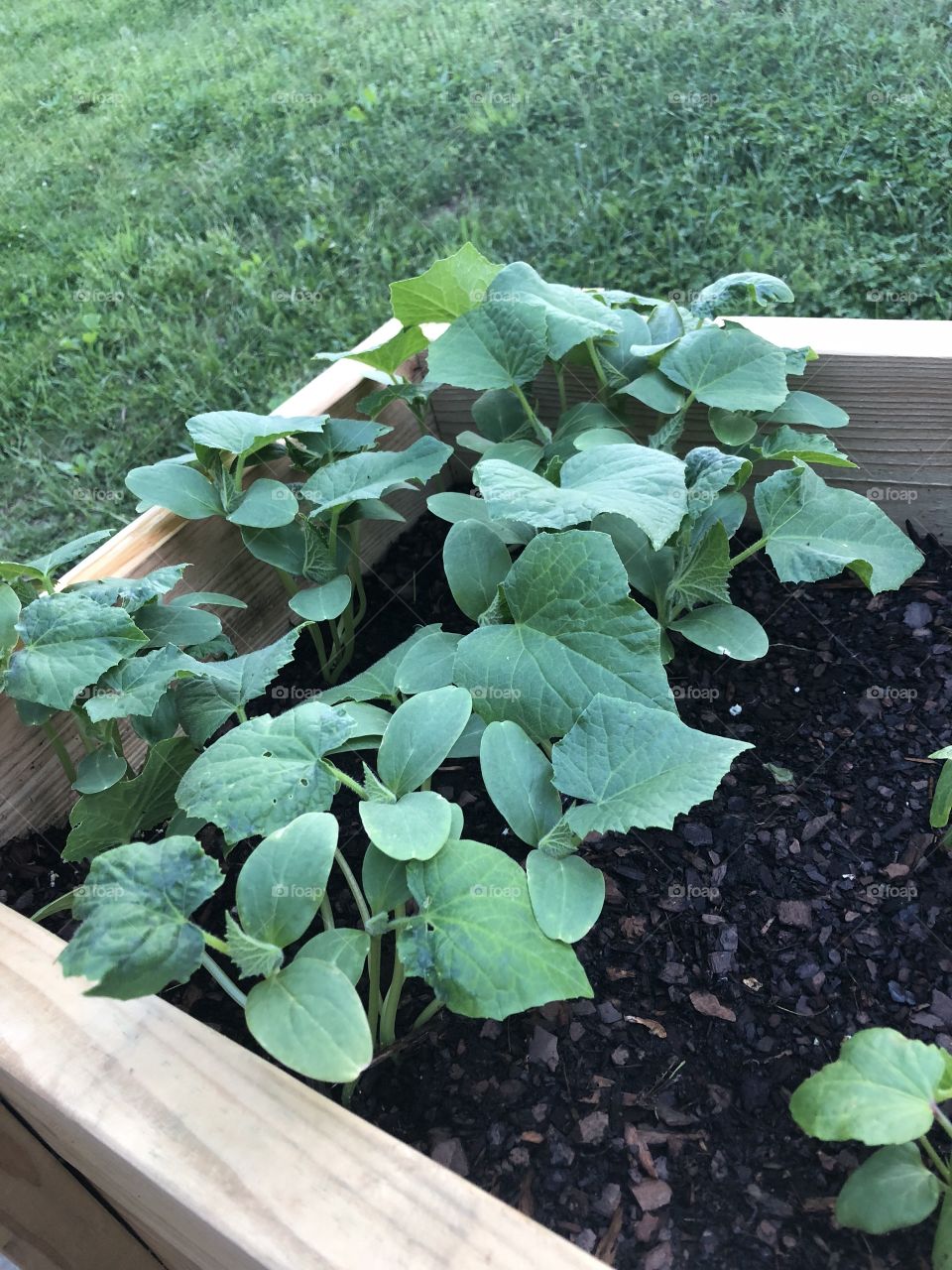 Cucumber Plants
