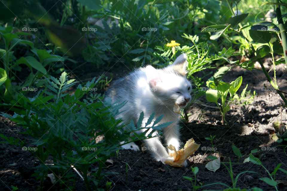 Kitty in the garden