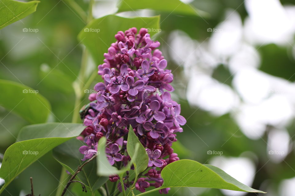 Sring flowers-lilac