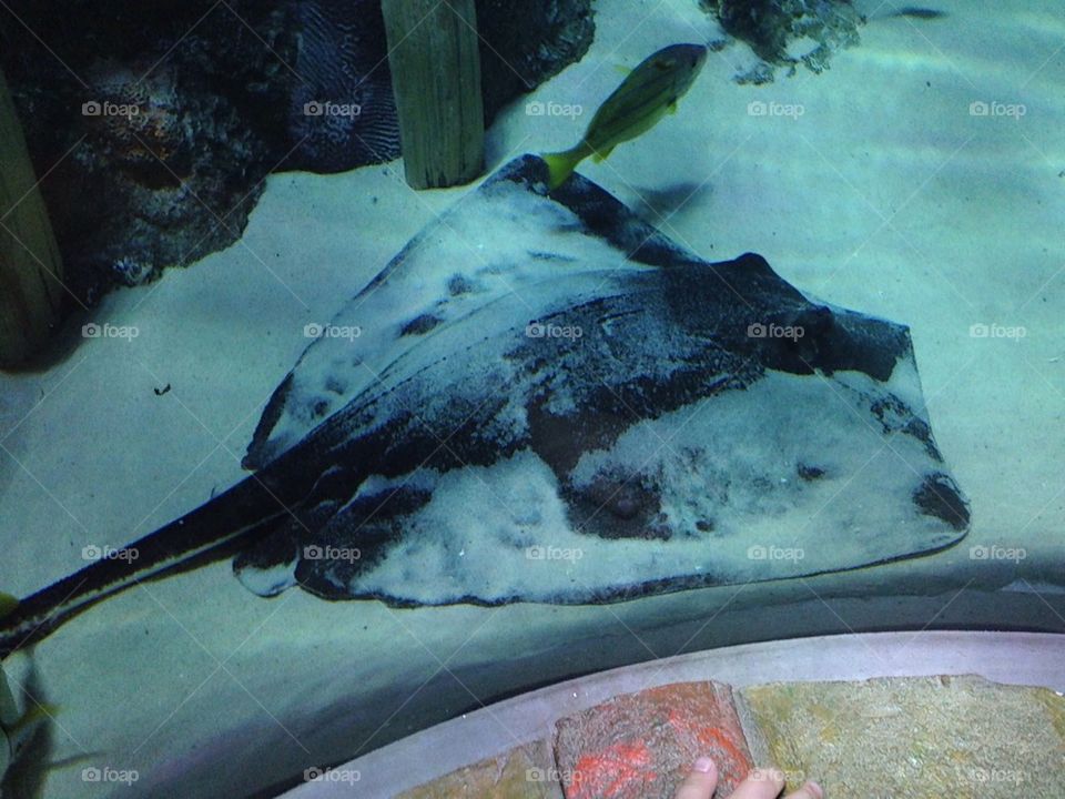 Stingray