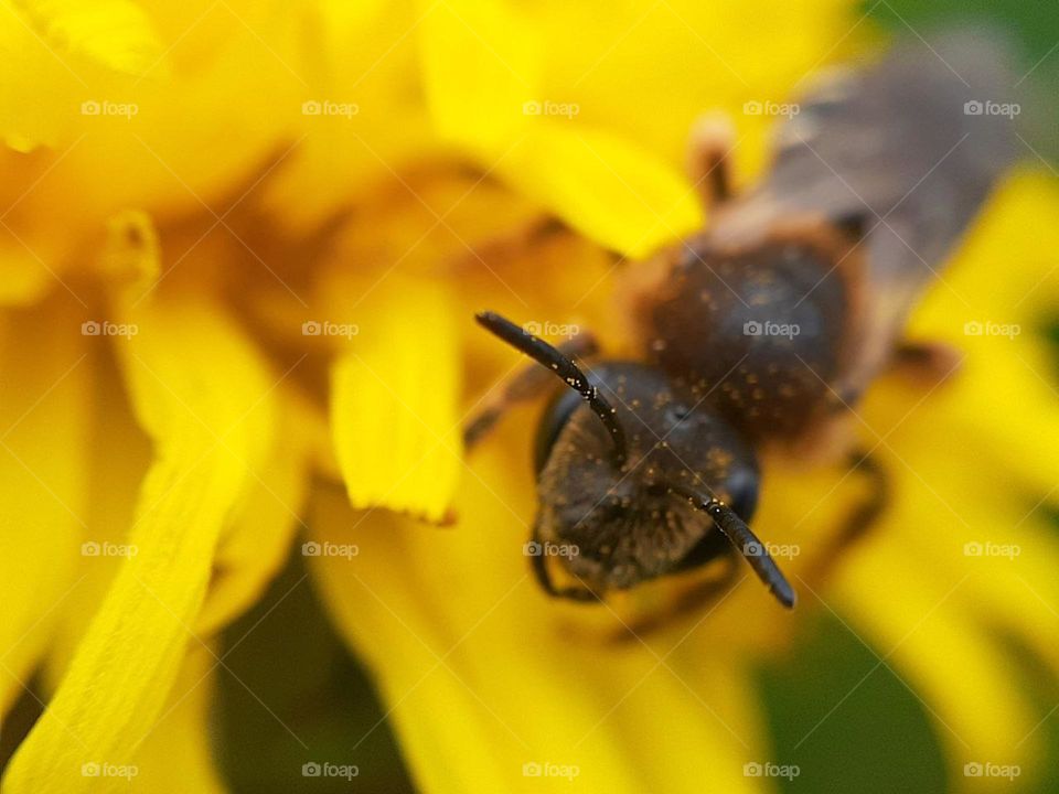 spring macro photo of a honey bee sitting in pollen among a yellow spring dandelion