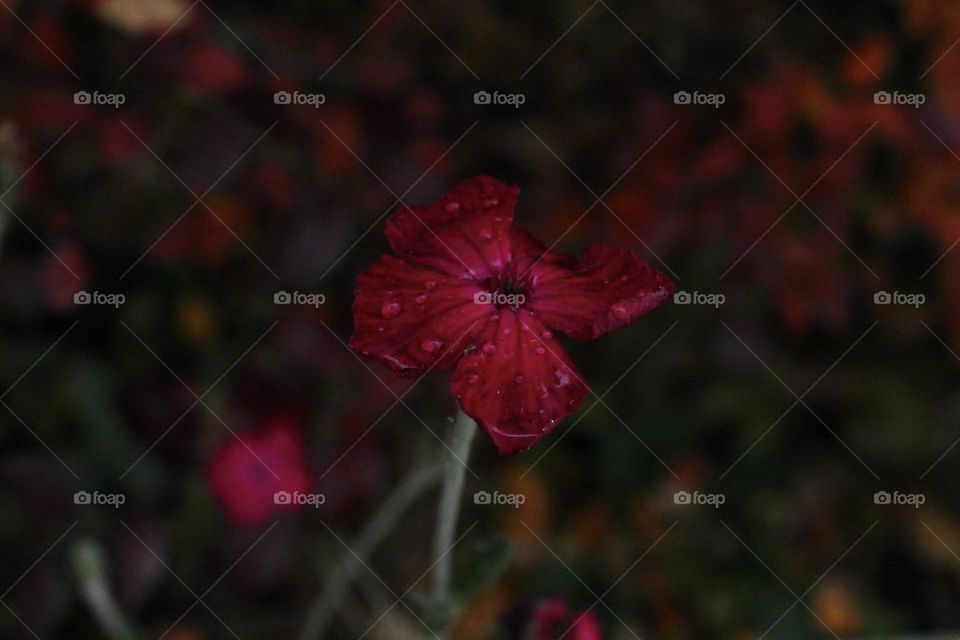 Beautiful red flower surrounded with autumn leaves