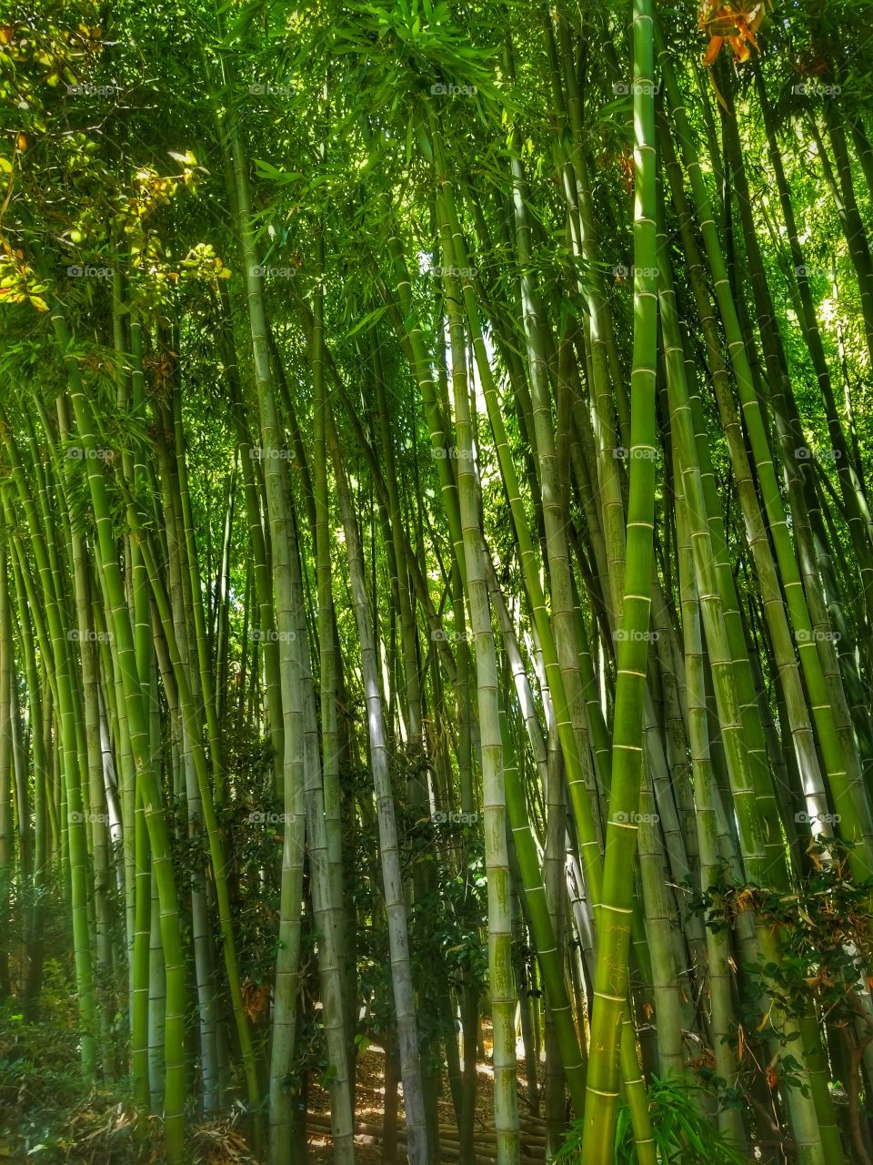 Bamboo II