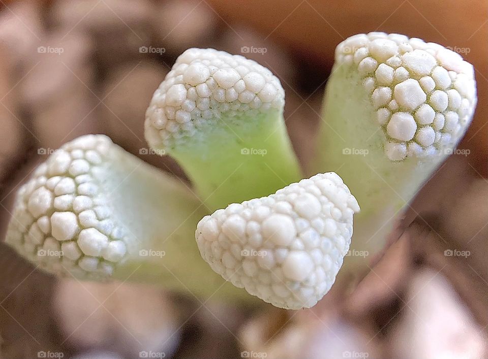 Nature, textures, succulent, Titanopsis calcarea 