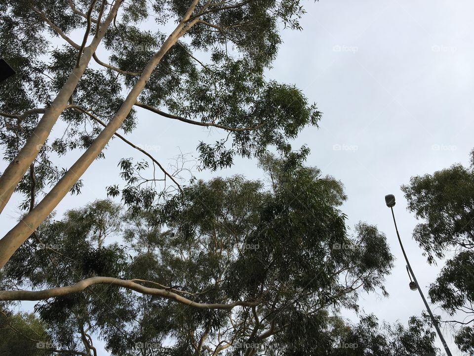 Tall eucalyptuses in the city.
