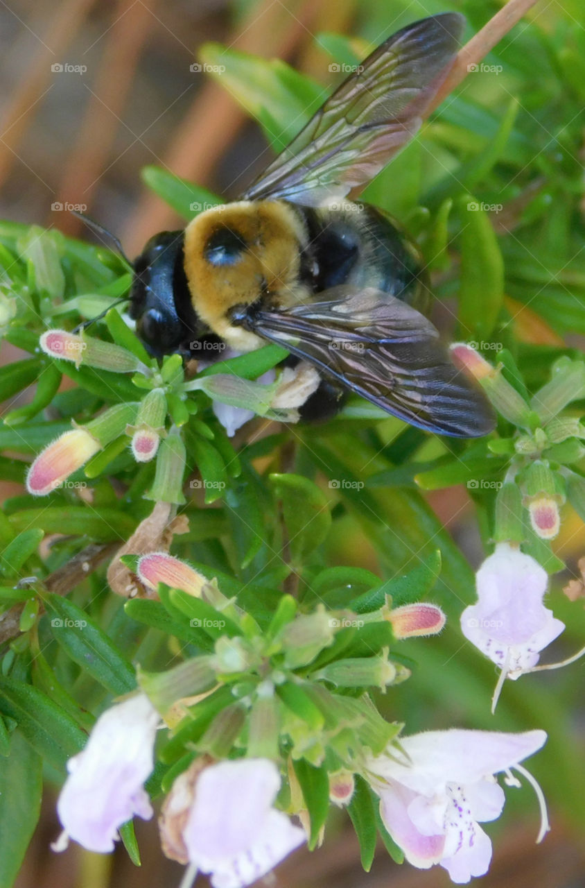 Bee's are an important part of our environment! They pollinate and feed on wild plants which becomes part of their life cycle! They struggle to survive in our environment because of direct and over use of chemicals! "Bee Aware"!