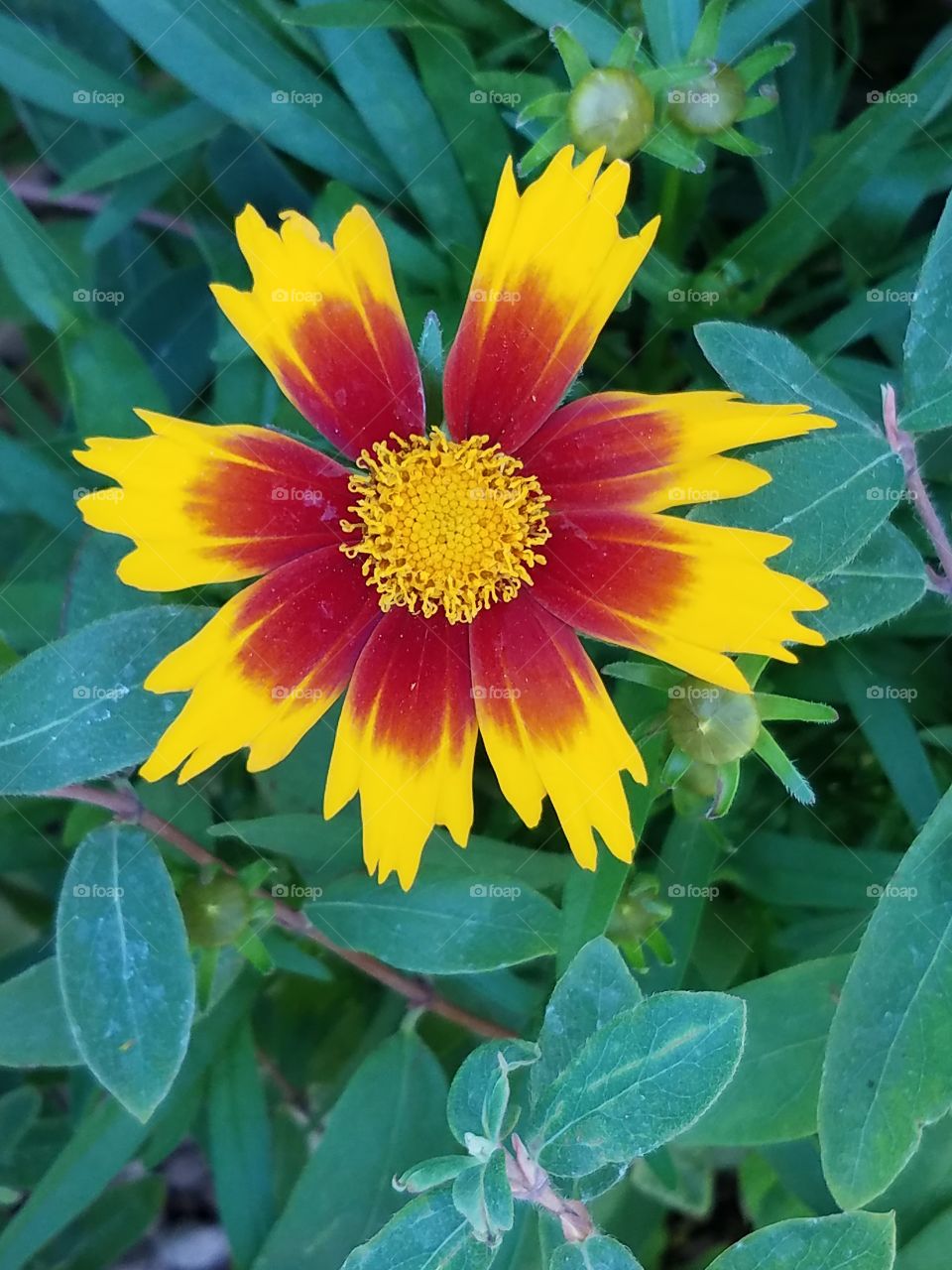 red and yellow flower closeup against a green leaf background