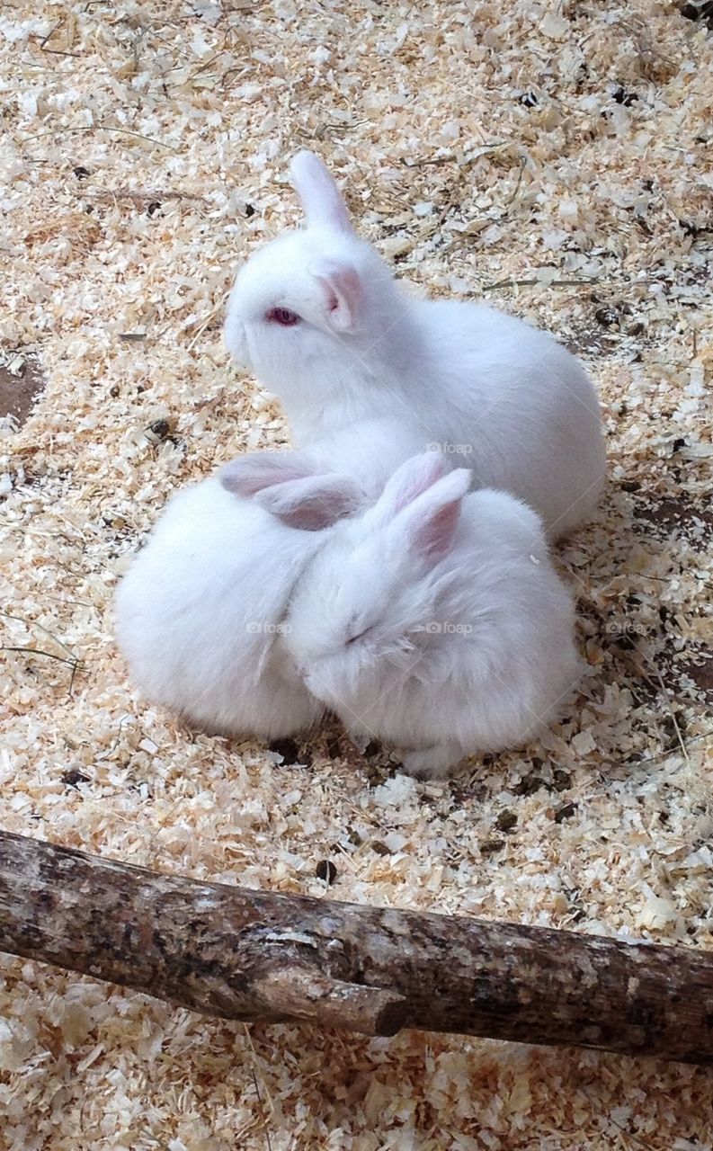 Three baby rabbits