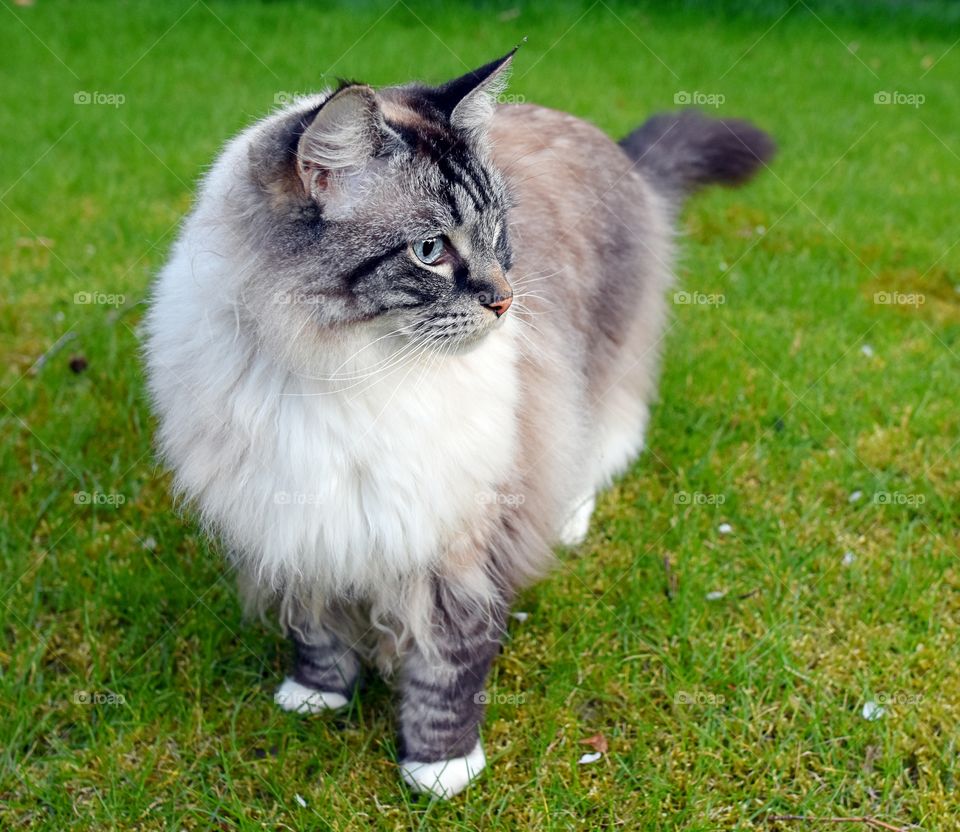 fluffy longhaired Ragdoll cat outdoors portrait.