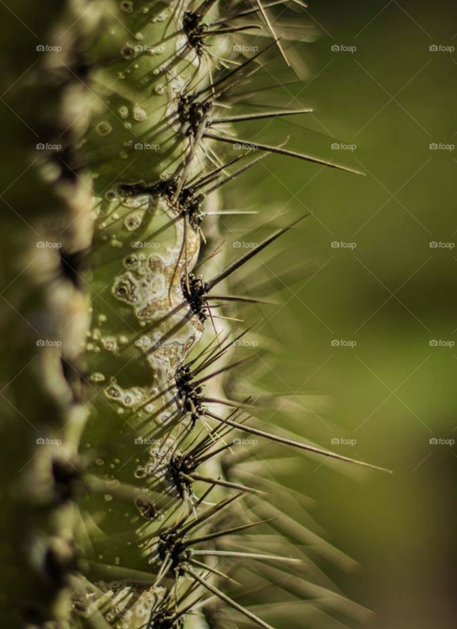 Cactus . New Mexico 