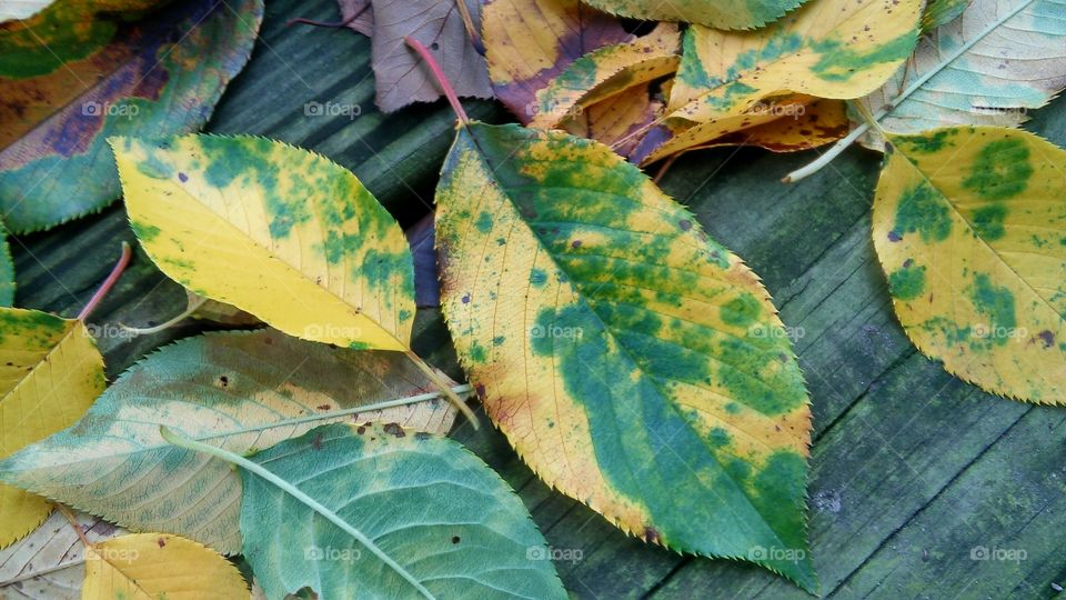 Leaf, Fall, No Person, Nature, Flora