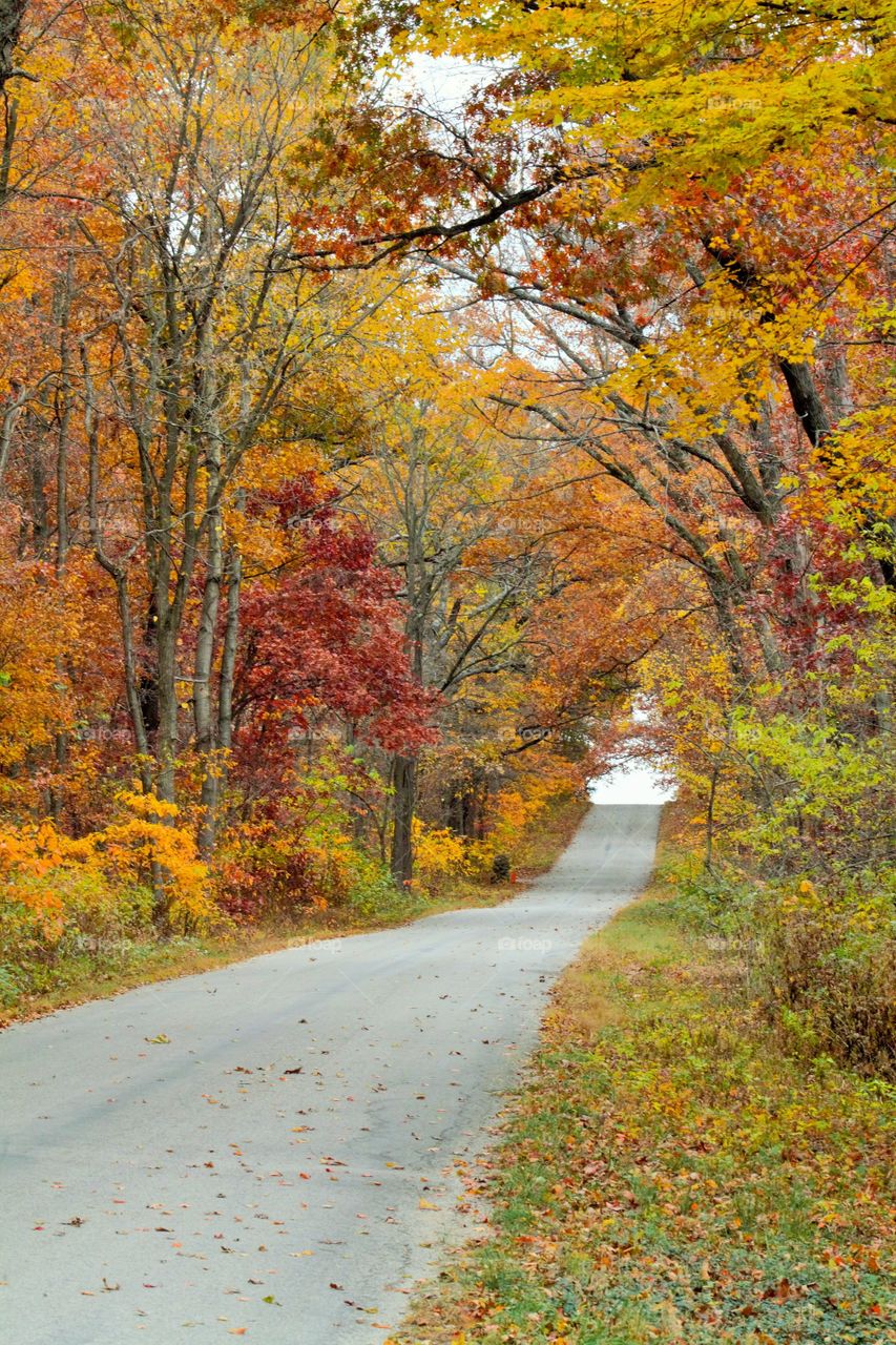 Fall Foliage