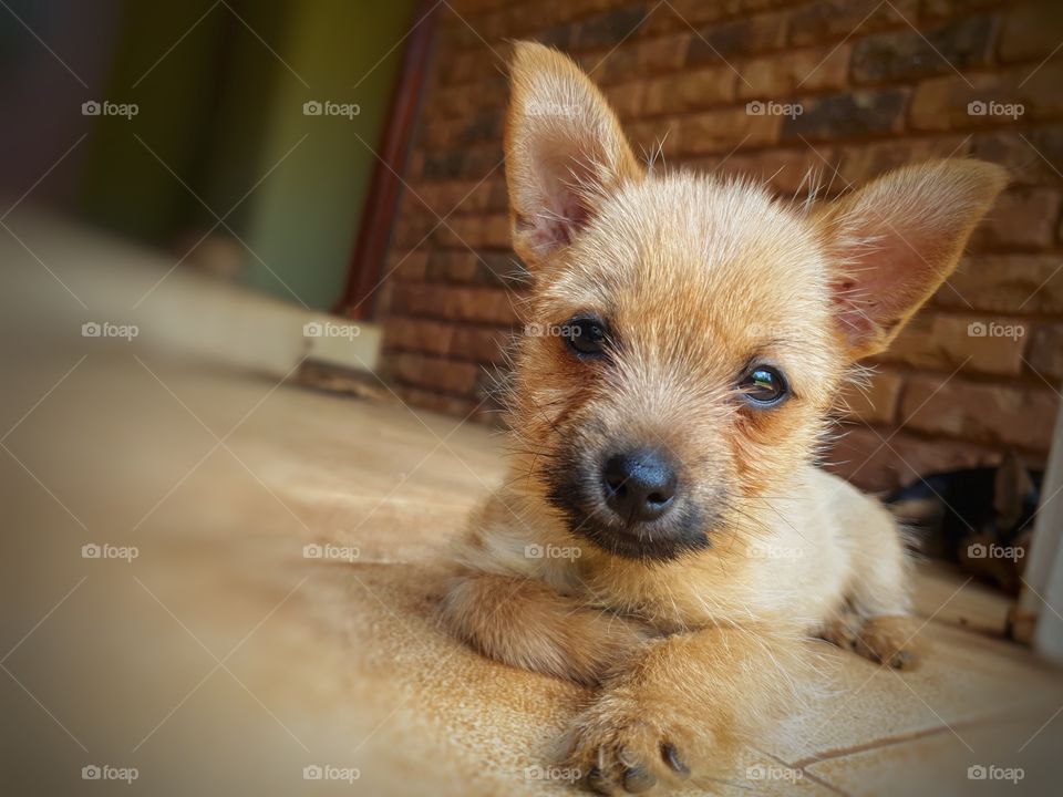cute small puppy