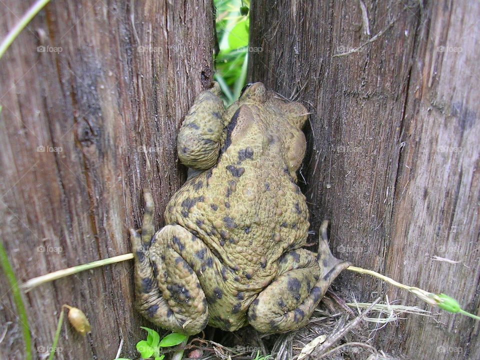 Toad off the Road. Who's that in the corner?! Naughty?