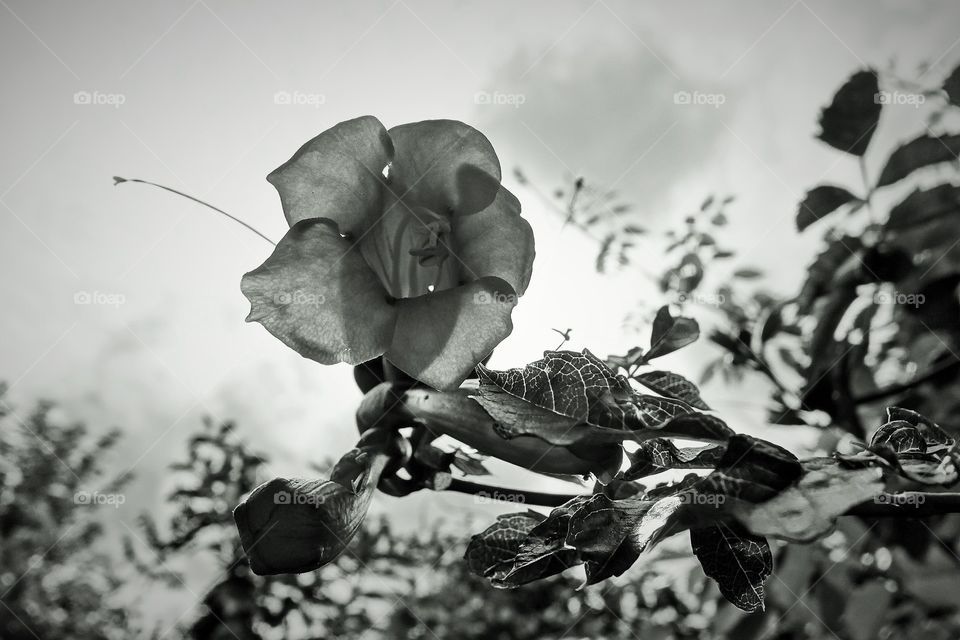 Backlit black and white flower