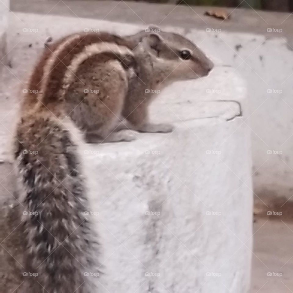 squirrel