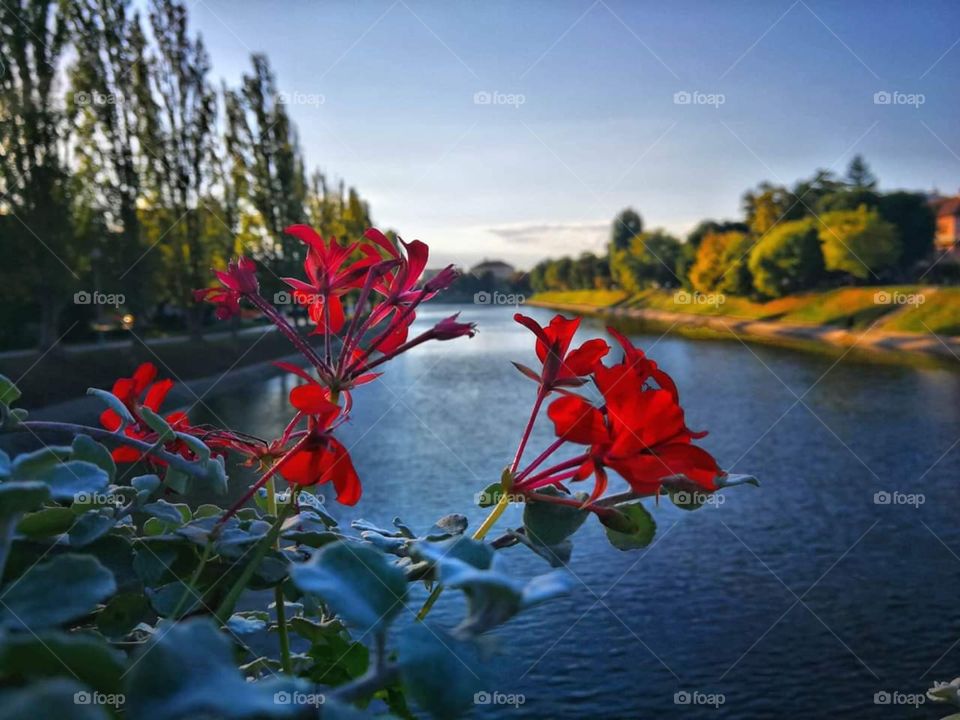 Vinkovci river and flore