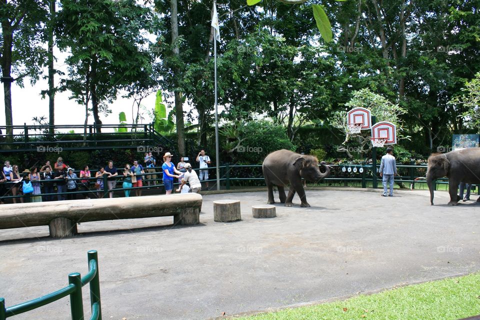 Elephants 