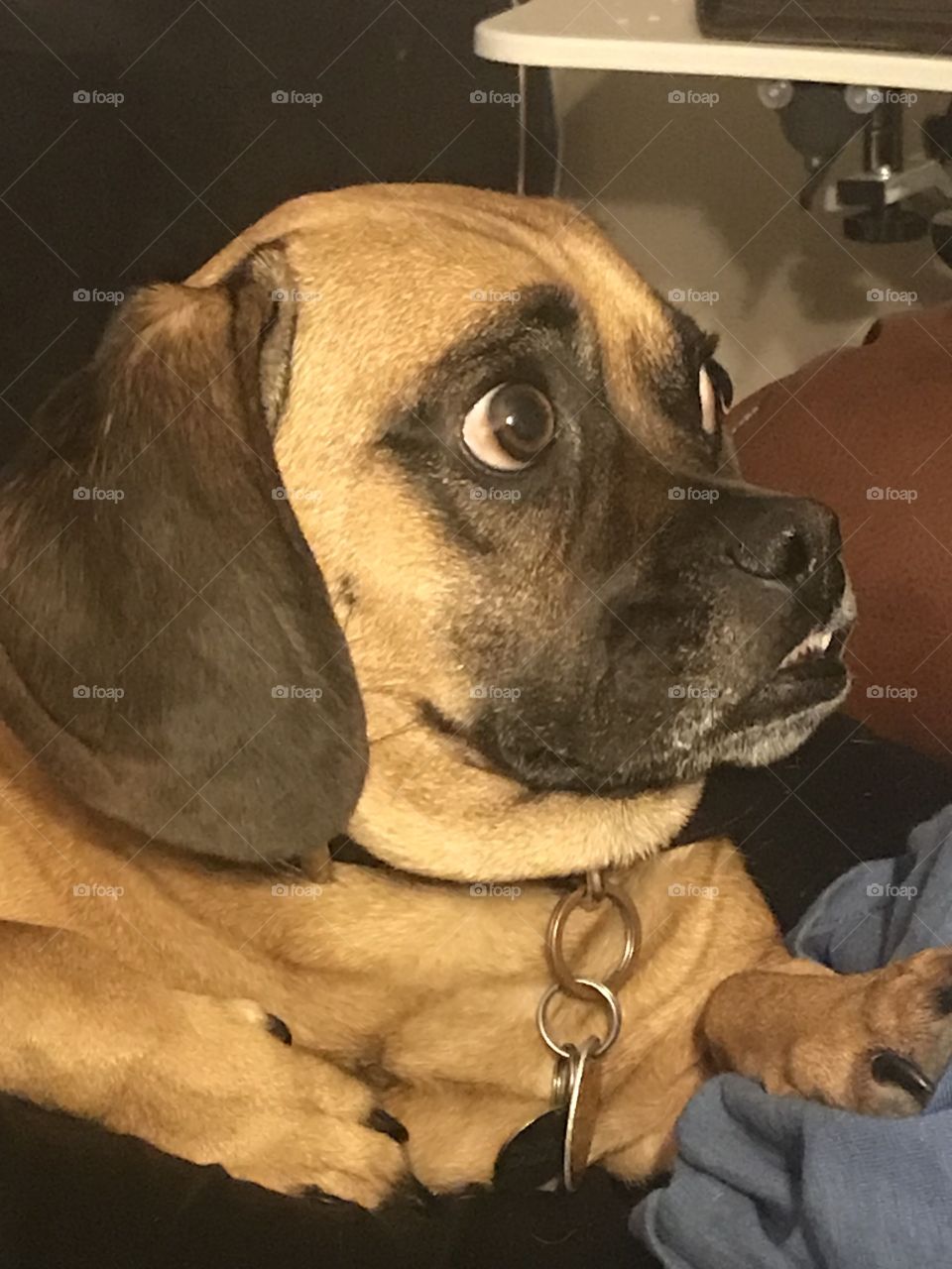 Puggle looking away