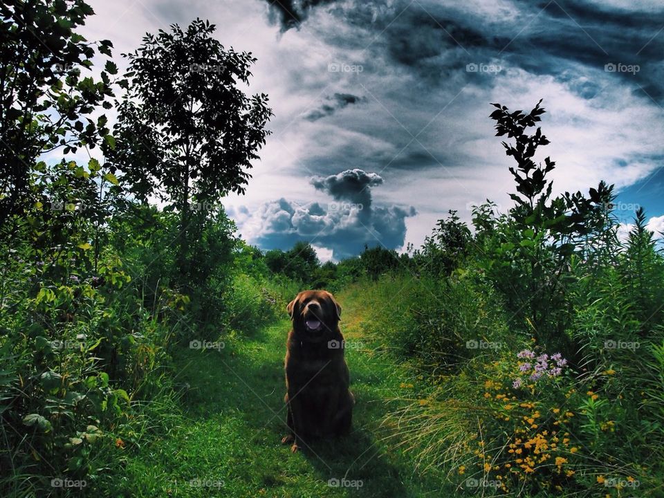 Close-up of dog sitting on grass