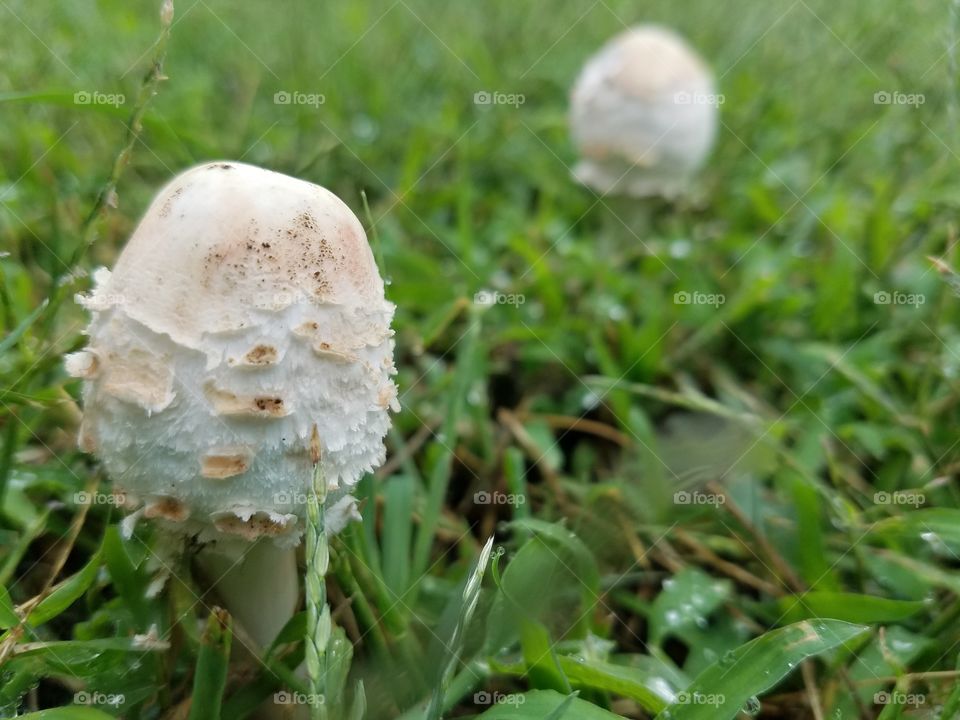 smaller mushroom